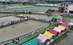 藕田套养龙虾技术视频怎么学？