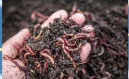 蚯蚓养殖技术要点有哪些？