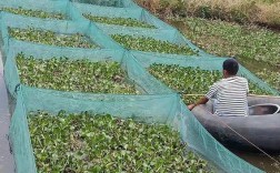 鱼和黄鳝网箱养殖技术要点有哪些？