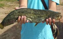 胡子大口鲶鱼养殖技术有哪些关键点？