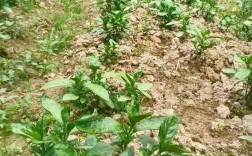 复方蓝板蓝根如何高效种植？