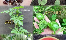 西瓜全套栽培技术视频，从选种到收获，每个环节的关键点都讲透了吗？