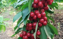 北方适合种哪些樱桃品种？