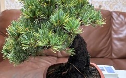 日本大阪松什么品种好