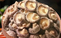 哪些是短菌龄香菇品种？