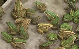 农经青蛙养殖技术视频，新手能学会吗？