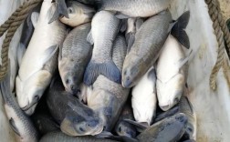 青鱼室内养殖技术可行吗？