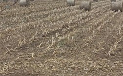 玉米秸秆养殖技术具体怎么操作？