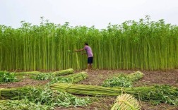 黄麻种植技术视频有哪些关键要点？