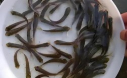 草鱼鱼苗养殖技术视频有哪些要点？