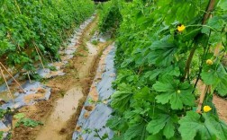 苦瓜种植管理技术视频有哪些要点？