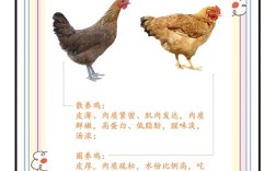 鸡的新品种的形成是由于