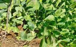 夏天适合种哪些菜秧？