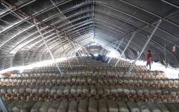 平菇种植技术视频，新手能学会吗？