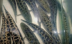 黑鱼养殖技术有哪些关键要点？