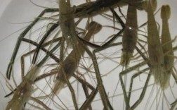 东北养草虾品种技术如何？