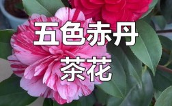 茶花品种有哪些常见分类？