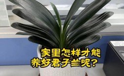 家养什么品种的君子兰好