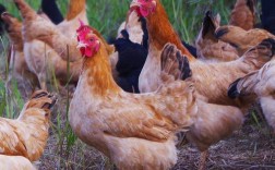 养母鸡选什么品种合适？