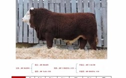 西门塔尔牛品种 来源