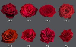 玫瑰花有哪一些品种
