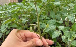 春西红柿种植技术视频，关键步骤有哪些？