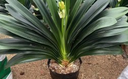 哪种君子兰品种长得最大？