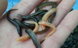 培训台湾泥鳅孵化技术