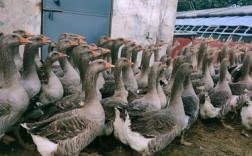 西方养殖选啥大鹅品种好？