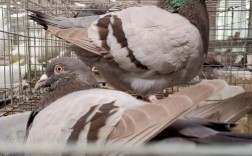 肉鸽哪个品种产蛋率最高？