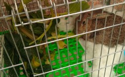 家庭养兔视频怎么选？新手必看技巧有哪些？