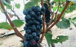 夏黑牙变葡萄品种介绍