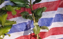 北方种柚子树苗，技术难点怎么解决？