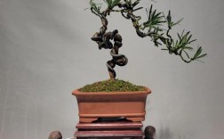 有雀舌罗汉松品种吗？