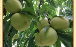 哪种桃品种最有发展前景？