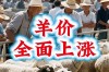 今年羊价缘何持续低迷？