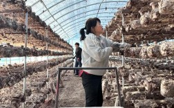 花菇种植视频，新手能学会吗？