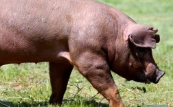 什么品种猪耐吃草性强