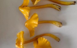 常见蘑菇品种有哪些？附图片对比识别。