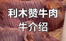 2025年养牛，哪个肉牛品种最赚钱？