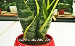 什么品种的虎皮兰好些