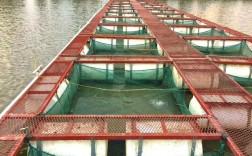 湖北网箱鳝鱼养殖技术有哪些要点？