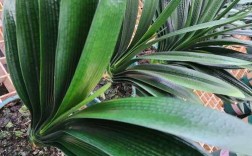 黑油匠君子兰品种特征是什么？