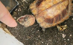 红头红眼锯缘龟价格多少？