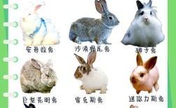 兔有哪些种类？养殖技术如何掌握？