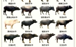 优良水牛品种有哪些核心特性？