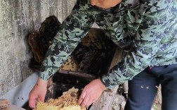 陕西蜜蜂养殖视频技术如何高效应用？