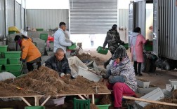 韭菜大量储存技术视频真的实用吗？