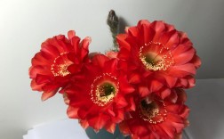 哪些仙人球品种会开花？