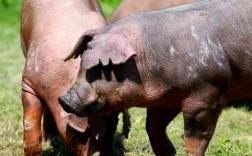 世界著名猪的品种有哪些？